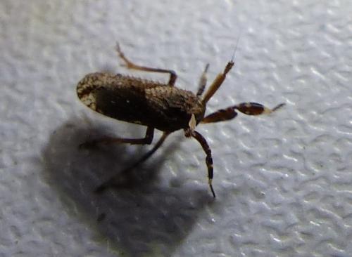 Réf. 194 152 : Asiraca clavicornis